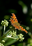 Comma - Polygonia c-album