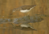 Green Sandpiper - Tringa ochropus