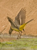 Grey Wagtail - Motacilla cinerea