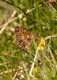 Small Pearl-bordered Fritillary - Boloria selene