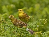 Yellowhammer- Emberiza citrinella