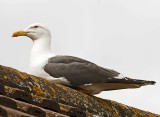 Lesser Black-backed Gull - Larus fuscus