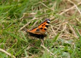Small Tortoiseshell - Aglais urticae