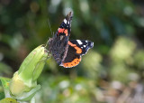 Red Admiral - Vanessa atalanta