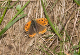 Small Copper - Lycaena phlaeas
