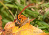Small Copper - Lycaena phlaeas