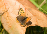 Small Copper - Lycaena phlaeas