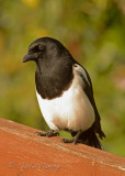 Magpie - Pica pica