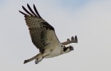 Osprey - Pandion haliaetus