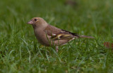 Chaffinch - Fringilla coelebs