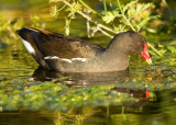 Moorhen - Gallinula chloropus