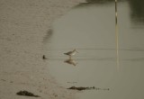 Spotted Redshank - Tringa erythropus