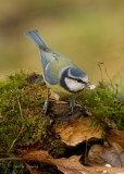 Blue Tit - Cyanistes caeruleus
