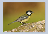 Great Tits - Parus major