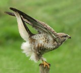Buzzard - Buteo buteo