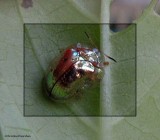 Golden tortoise beetle (Charidotella sexpunctata)