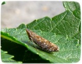 Leafhopper (Scaphytopius sp)