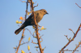 Leaves starlings 145.jpg