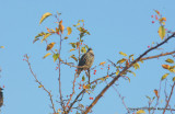 Leaves starlings 106.jpg