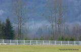 eagle tree2 006.jpg