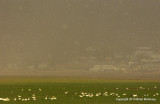 swans and fe2 ducks padden 043.jpg