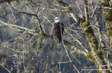 eagles padden race dip 170.jpg