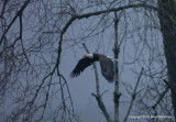 eagles tc201 115.jpg