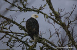 eagles 2 1 7 11 077.jpg