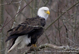 eagles 2 1 10 11 021.jpg