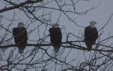 eagles 80-200 test 064.jpg