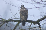 eagles 1 14 11 085.jpg