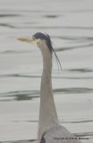 herons ducks bb sehmiamoo 110.jpg