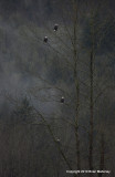 eagles geese ducks orange thrush 101.jpg