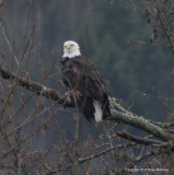 eagles geese orange ruffy 025.jpg