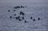 swans eagle 032.jpg