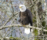 eagle 1 23 11 066.jpg