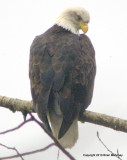 eagles 1 25 11 019.jpg