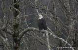 eagles3 1 27 11 148.jpg