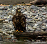 eagles3 1 27 11 101.jpg
