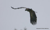 eagles Sat 1 29 11 081.jpg