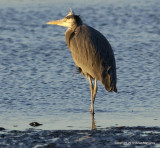 eagle bbay heron 1 30 11 022.jpg