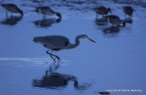 herons eagle bb 1 31 11 019.jpg