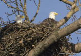 eagle nest 1 2 1 11 104.jpg