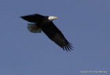 bb eagle nest 048.jpg