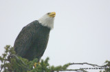 eagle bb tree 2 flash 053.jpg