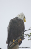 eagle bb tree 093.jpg