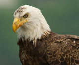 Bald Eagle on the Mohawk