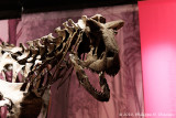 Gallery : : A l'ombre des dinosaures