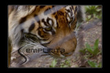 Eyes of a Tiger