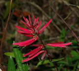 Coral Bean